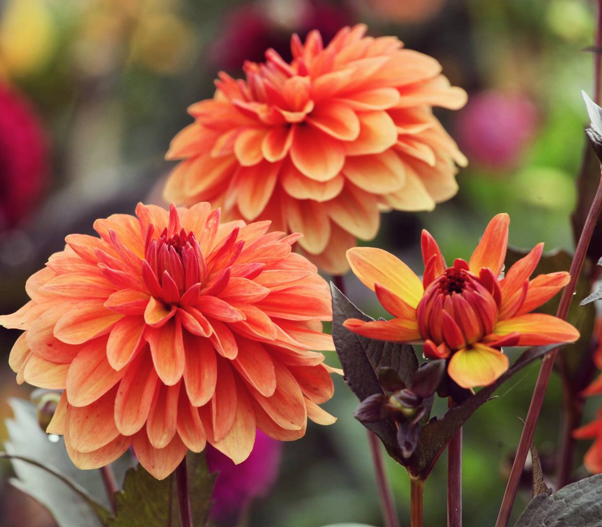 Oh!Garden - Dahlia Orange Pekoe