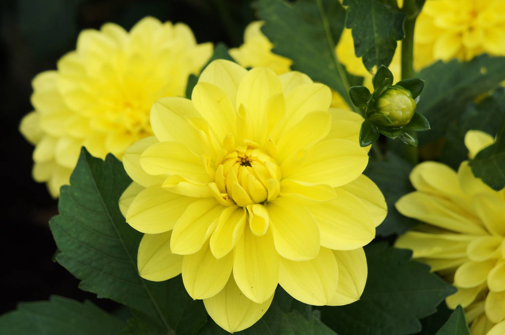 Dahlia American Sun