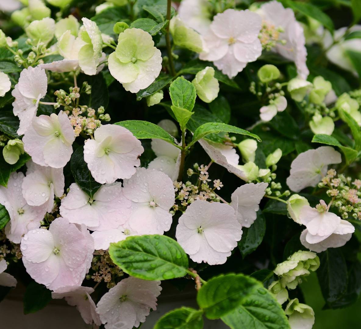 Trädgårdshortensia Runaway Bride