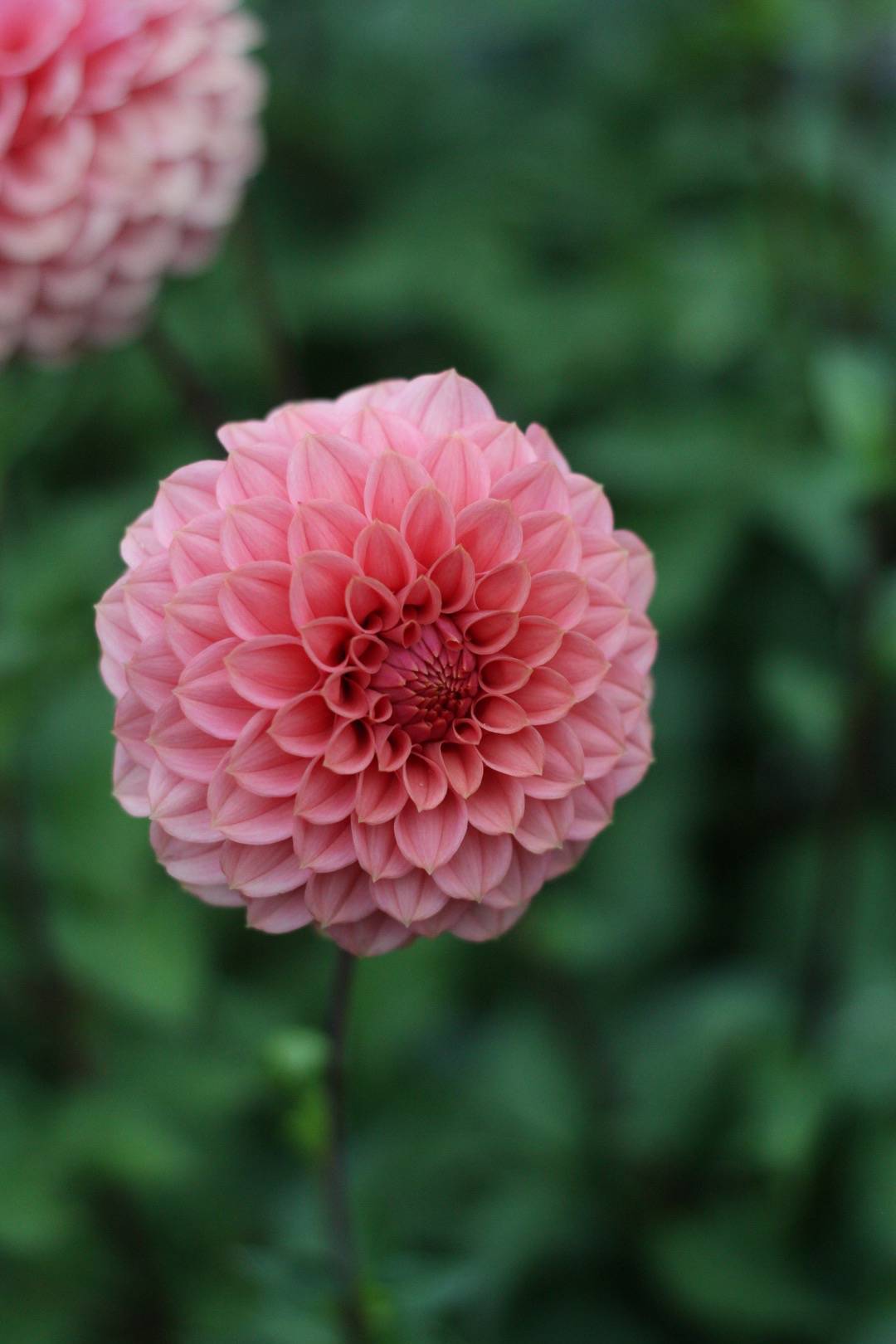 Dahlia KA's Keltie Rose