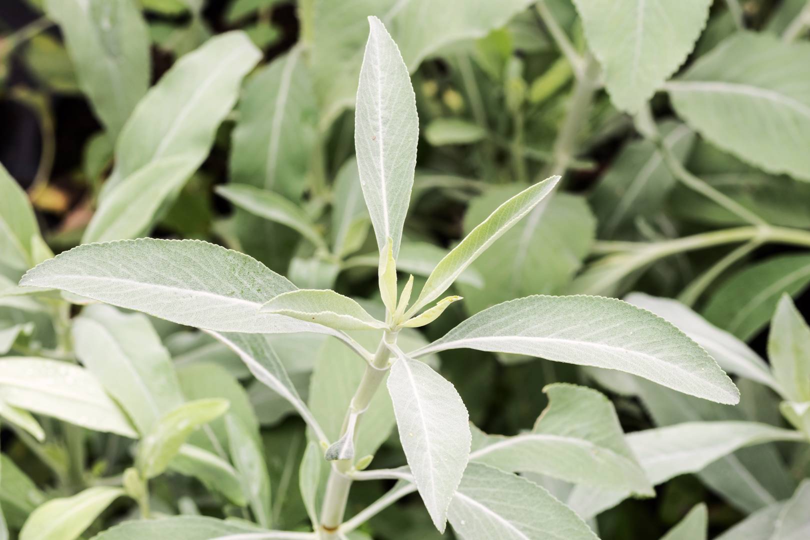 Vit Salvia 