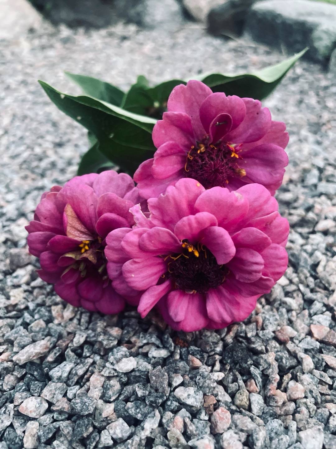 Zinnia Sunbow Purple
