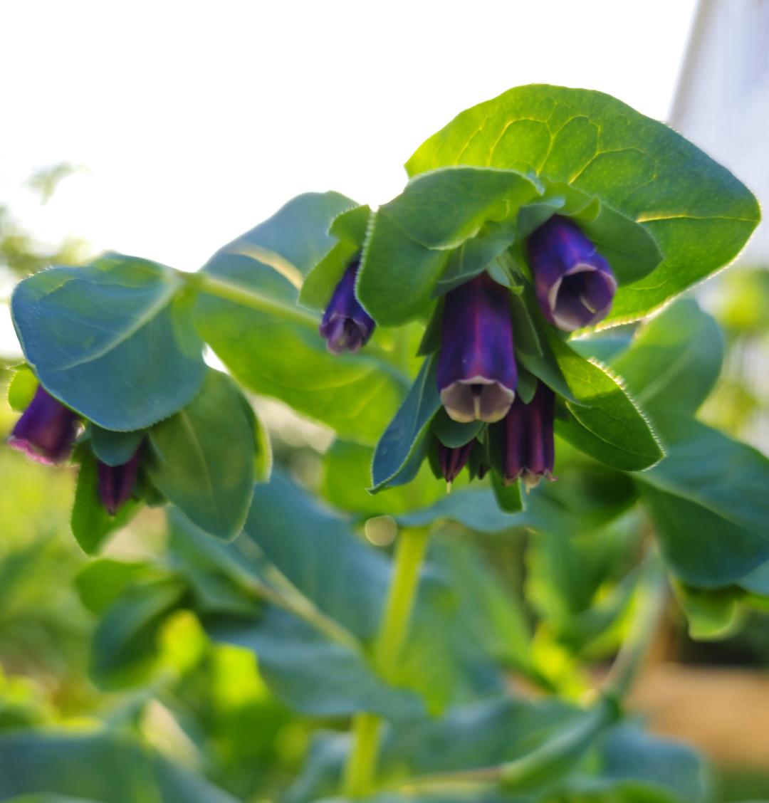 Stor Vaxblomma 