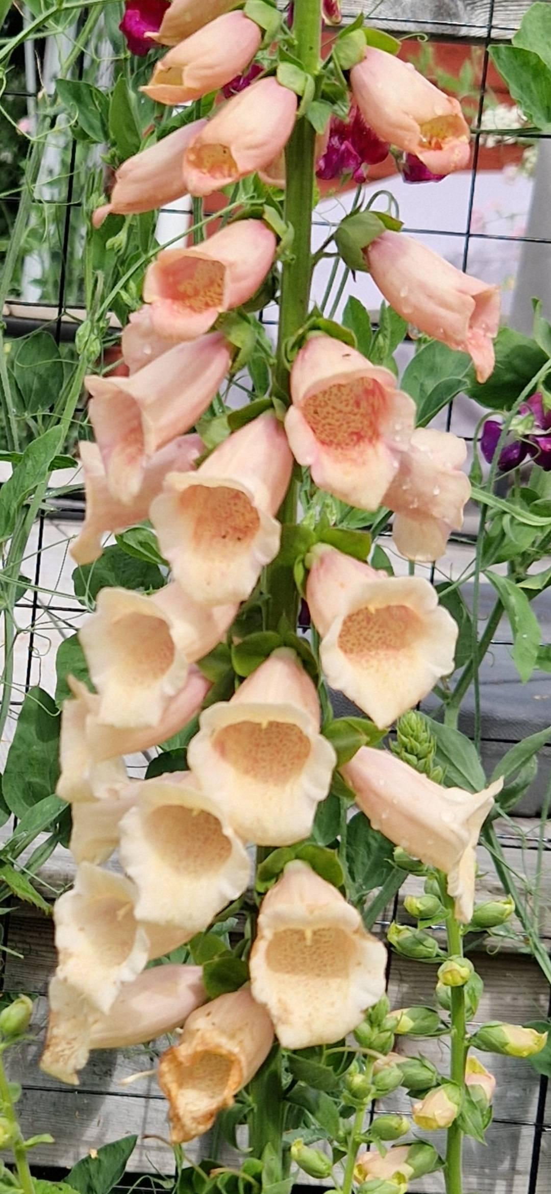 Fingerborgsblomma Pollux Peach