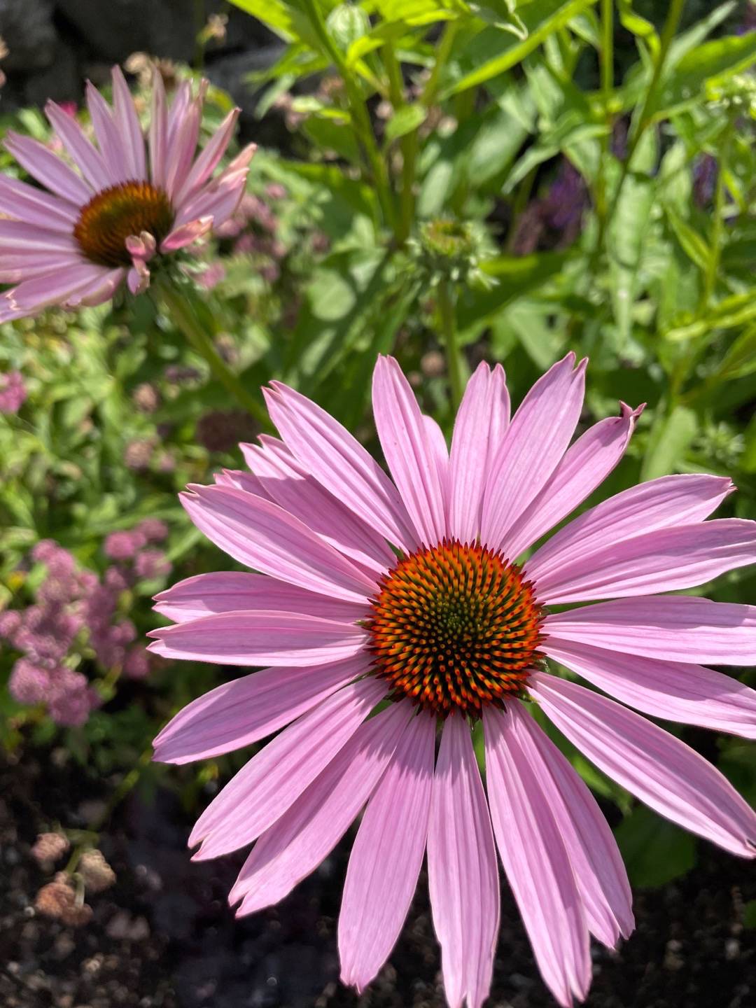 Hanna Liman Jacobsson