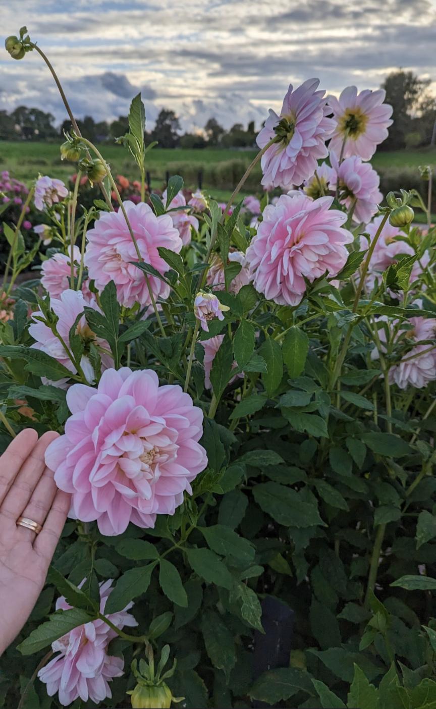 Dahlia Bracken Ballerina