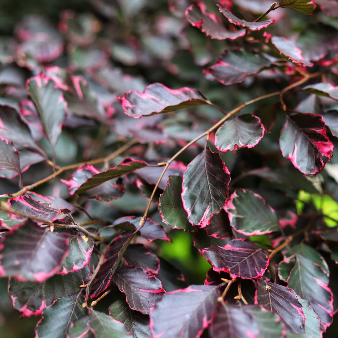Brokig Blodbok Purpurea Tricolor