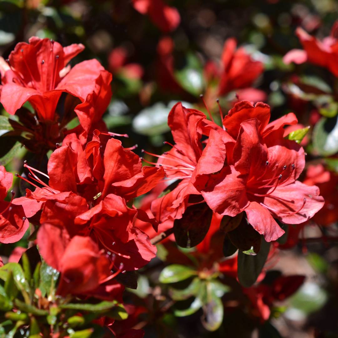 Japansk Azalea Geisha Red