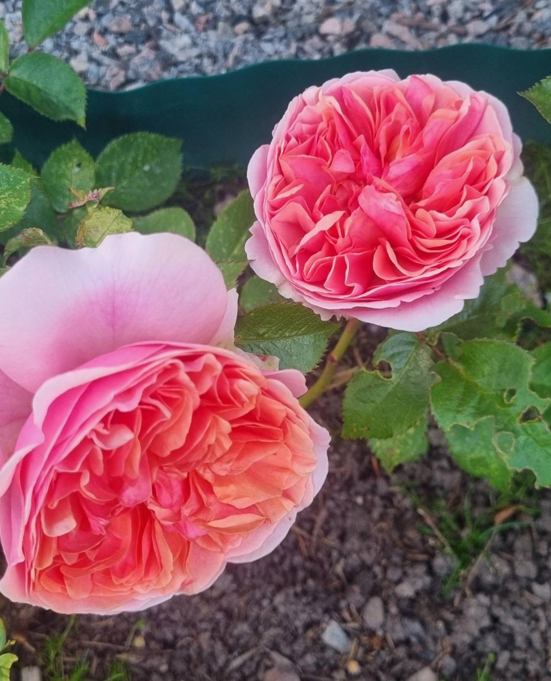 BlommaSvl