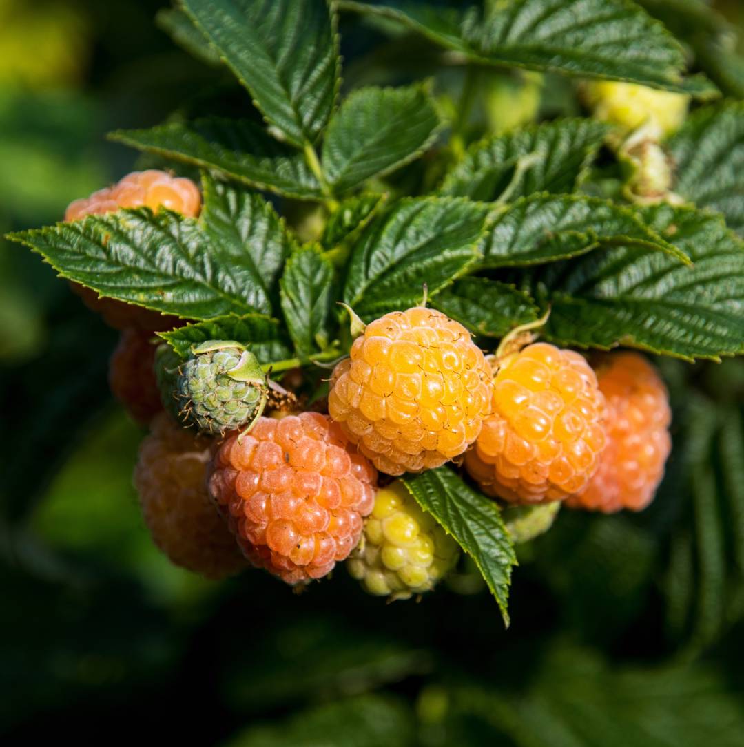 Hösthallon Fallgold