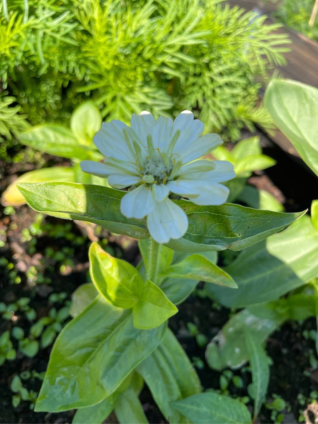 Oh!Garden Zinnia Super Yoga White