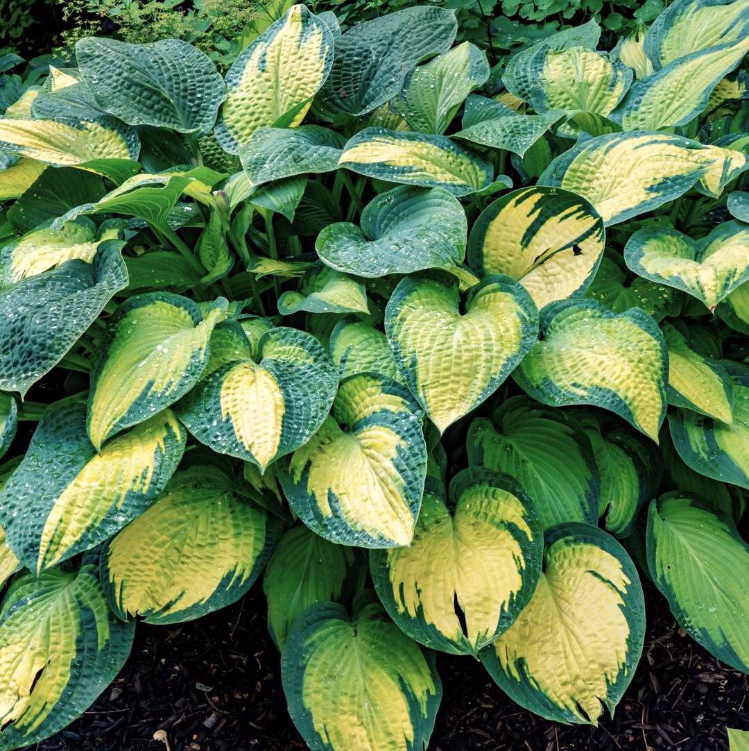 Oh!Garden Funkia Paul's Glory