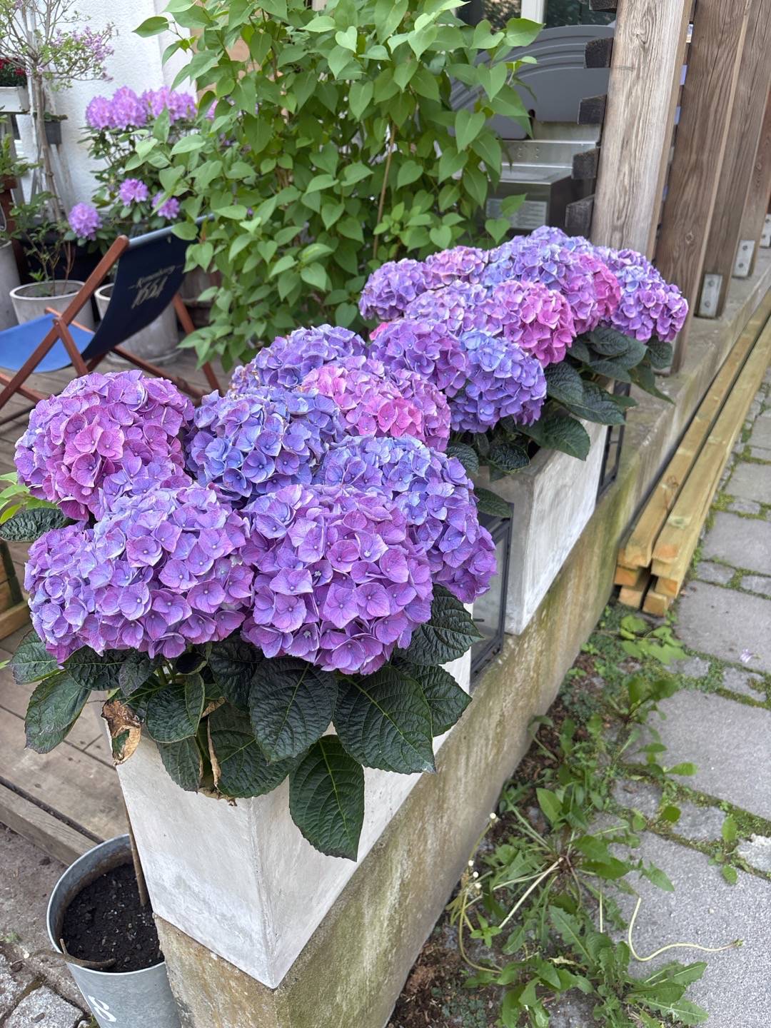 Sjöstadens blomsterträdgård