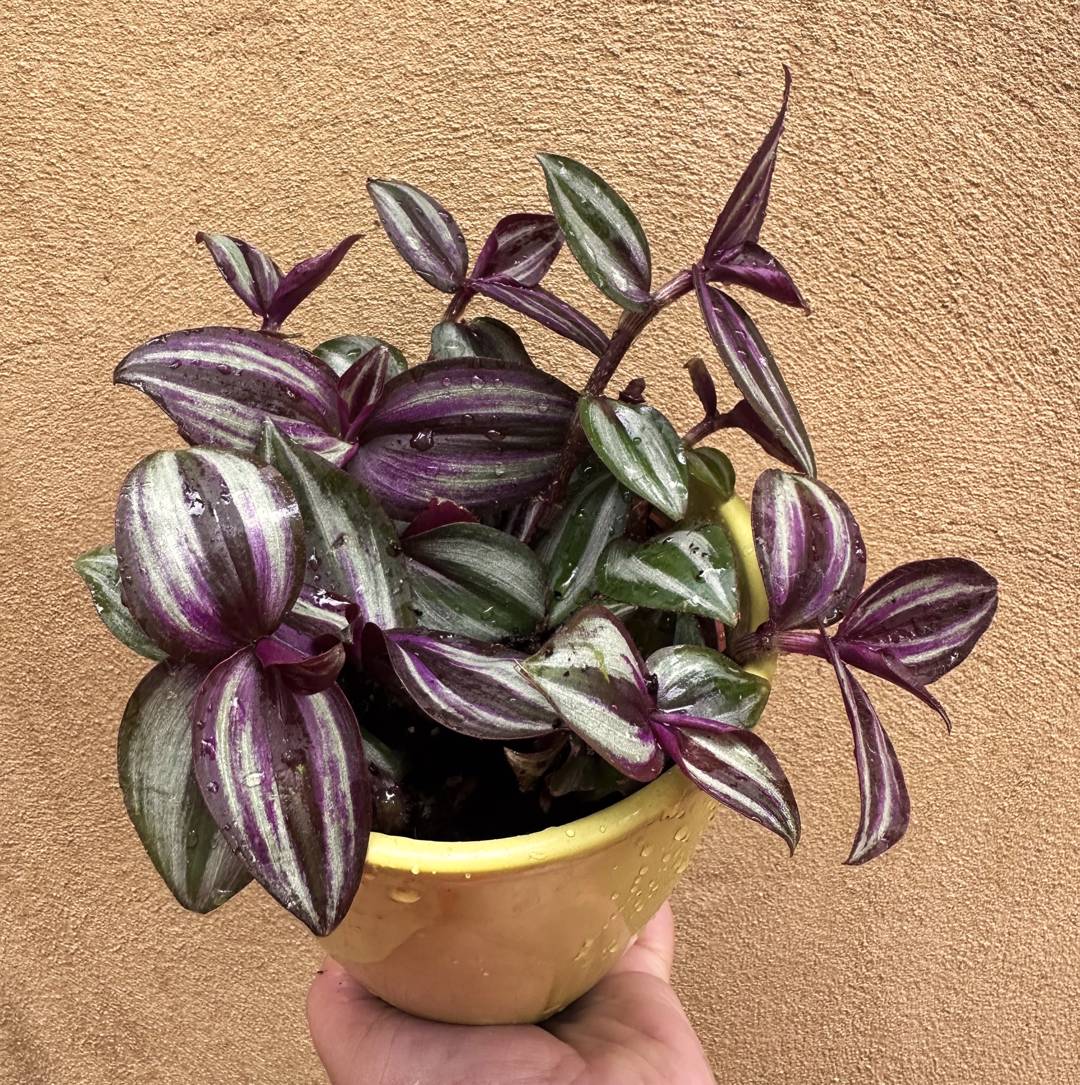 Zebrablad Evanesce
