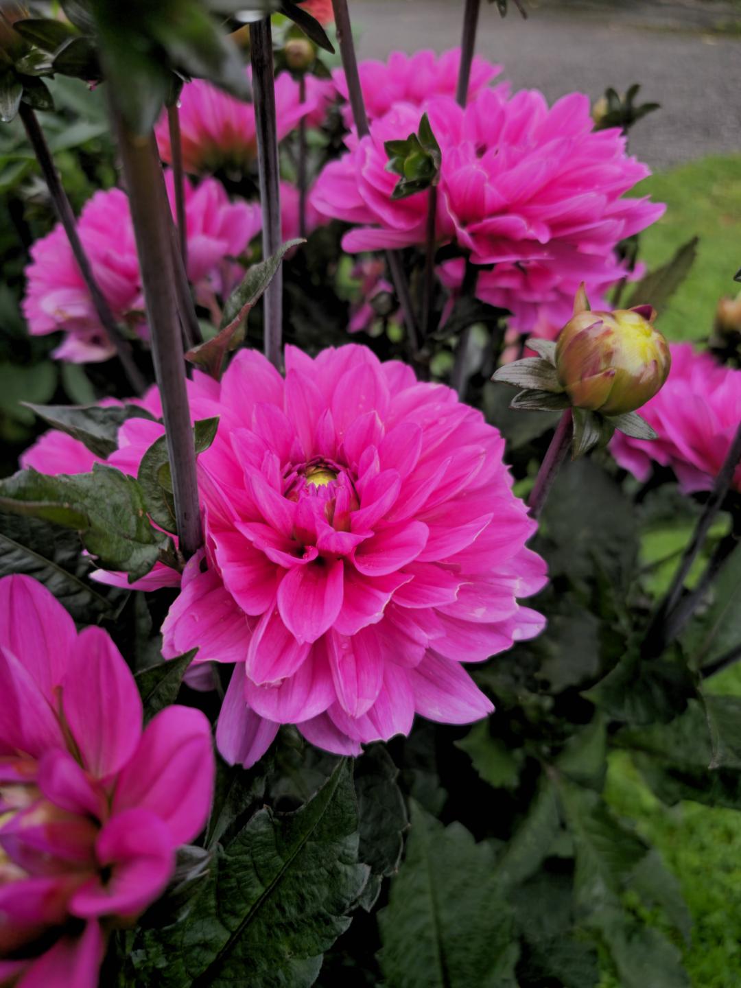 Dahlia Melody Fanfare
