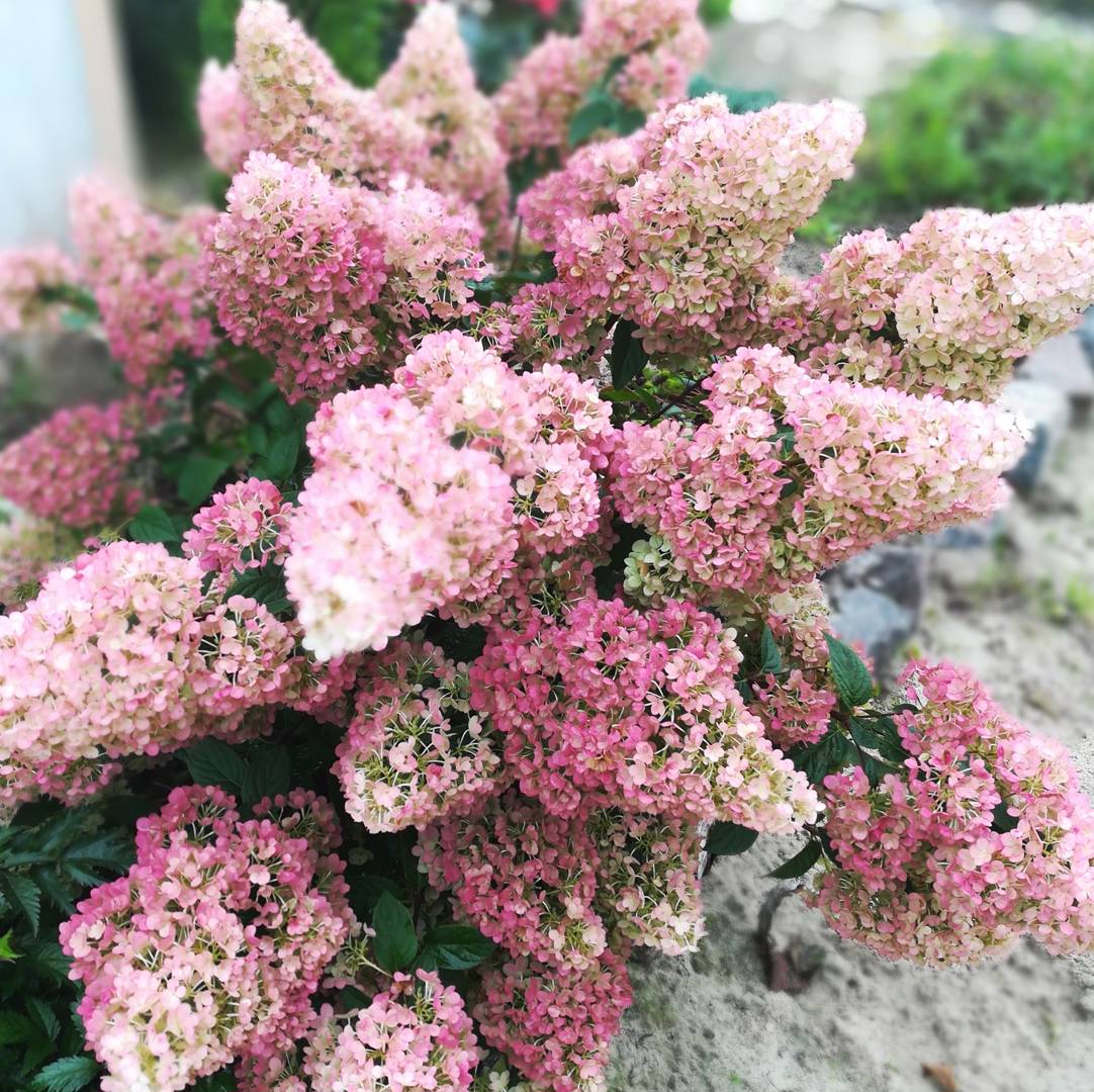 Syrenhortensia Sundae Fraise
