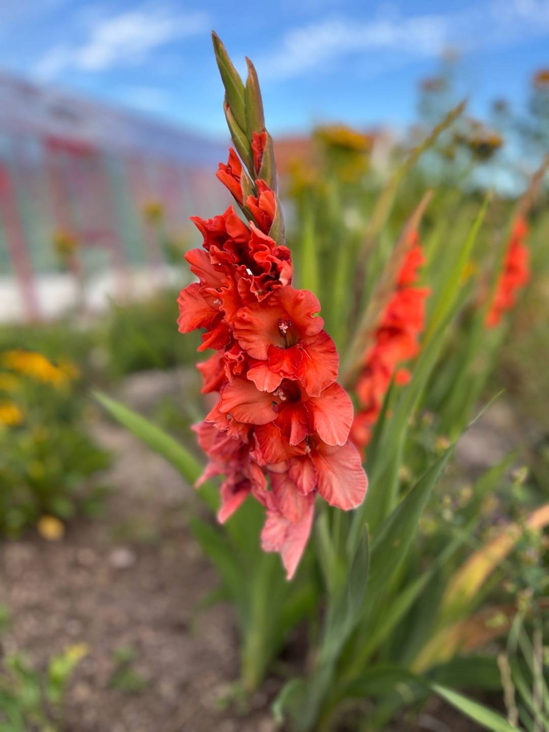 Gladiol Chloé