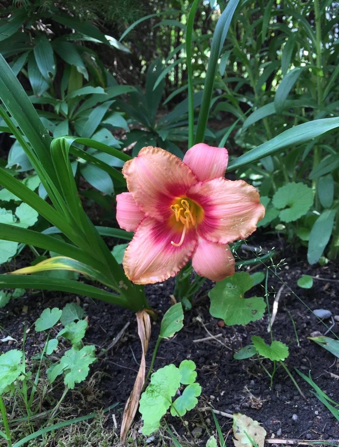 Daglilja Apricot Beauty