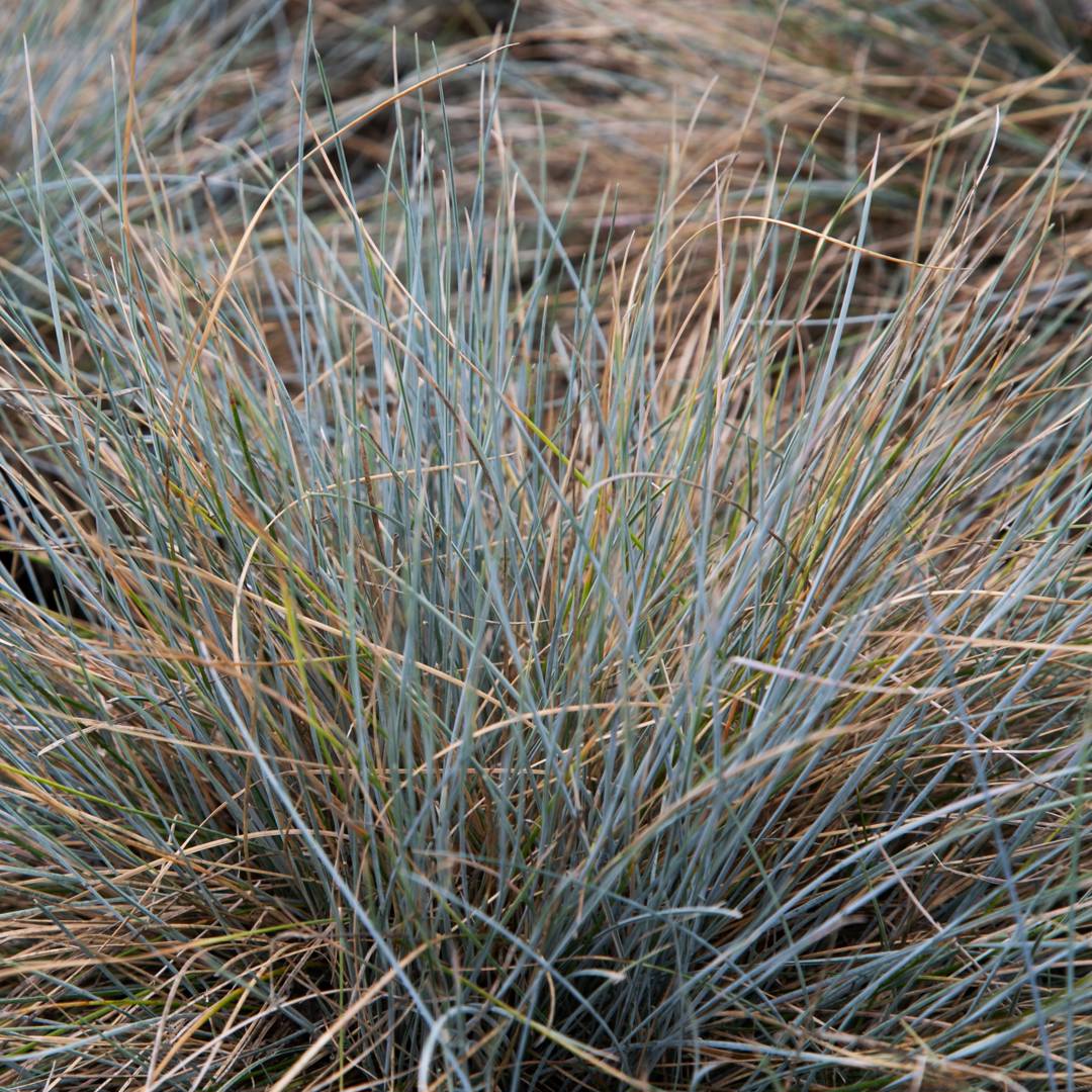 Blåsvingel Elijah Blue