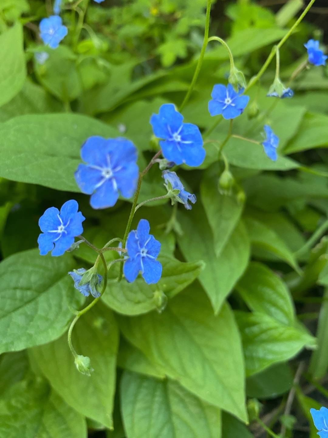 Petra på Blomstervägen