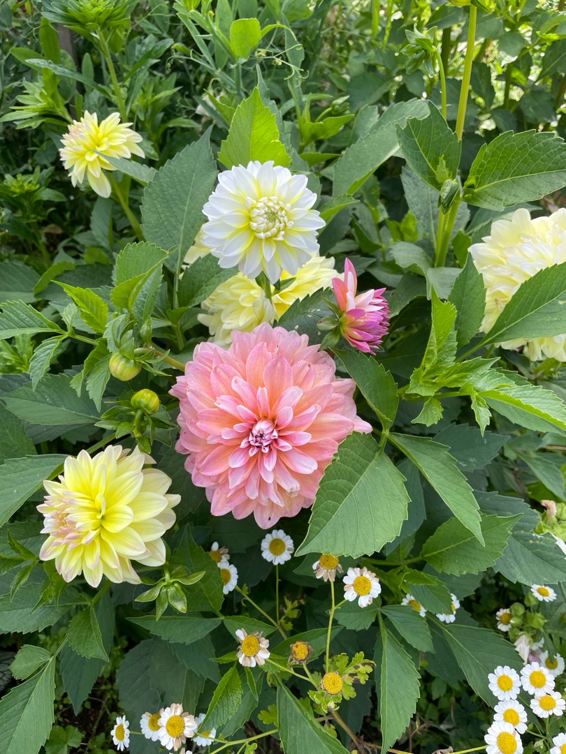 Soffania
