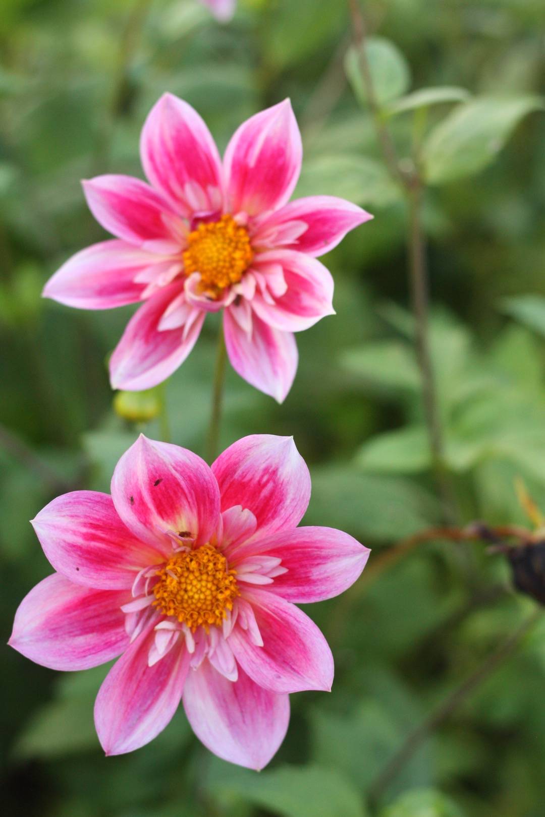 Dahlia Ferncliff Dolly