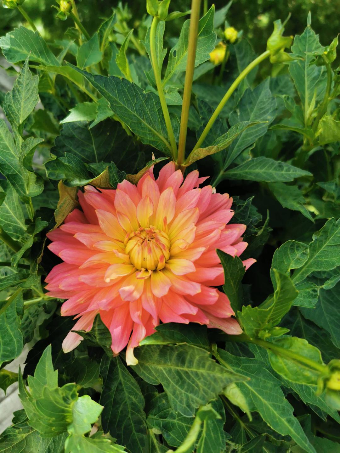 Dahlia Extase