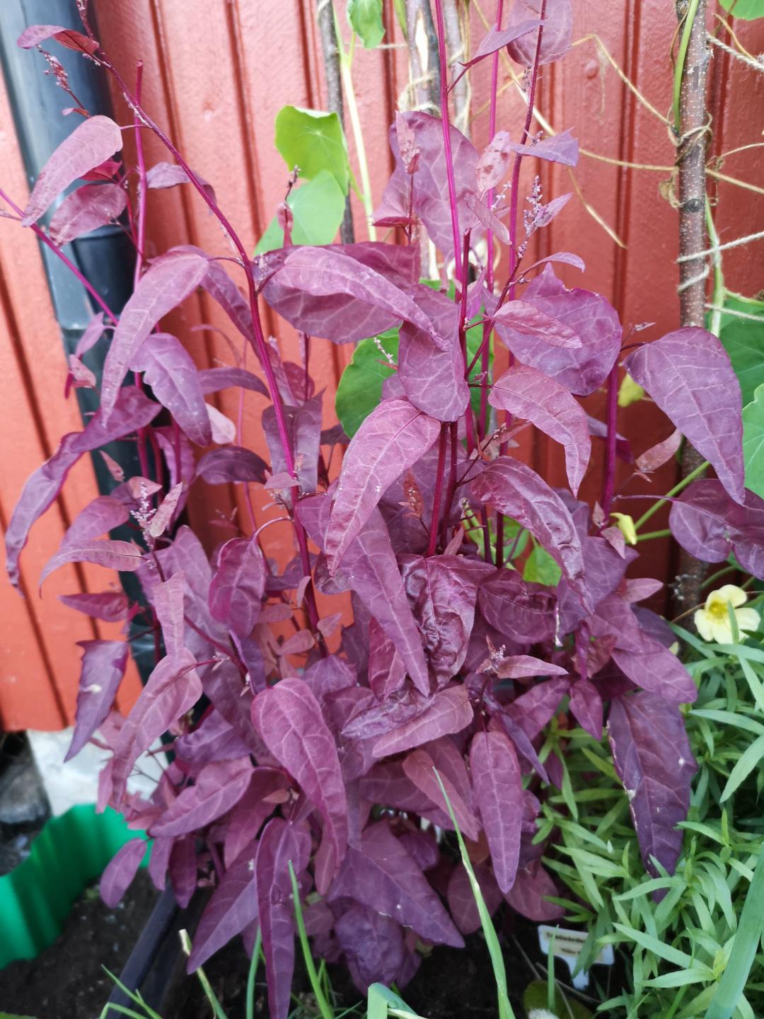 Röd Trädgårdsmålla Ruby Red