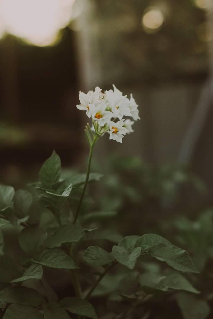 Potatis Early Rose