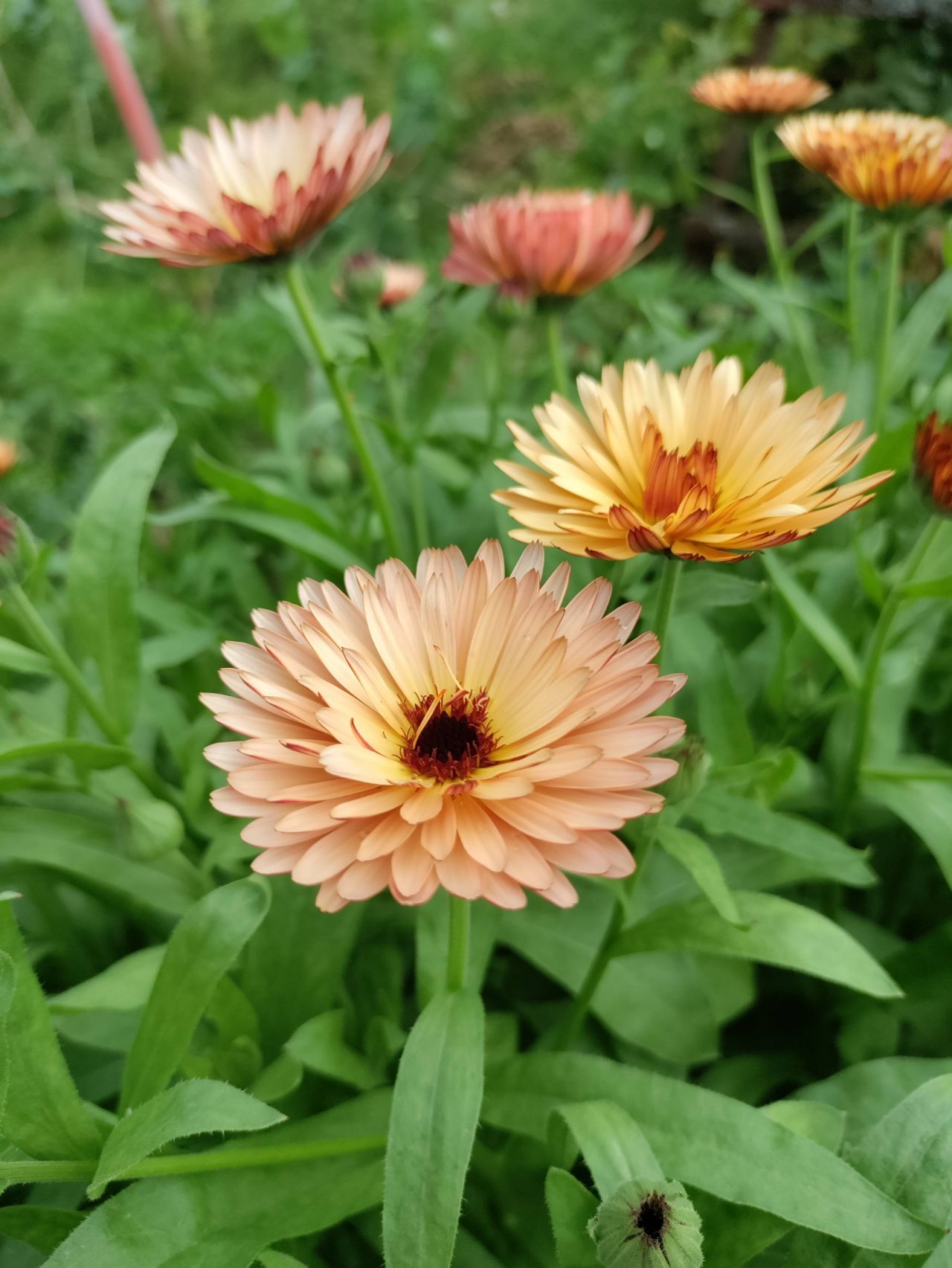 Ringblomma Peach Sherbet