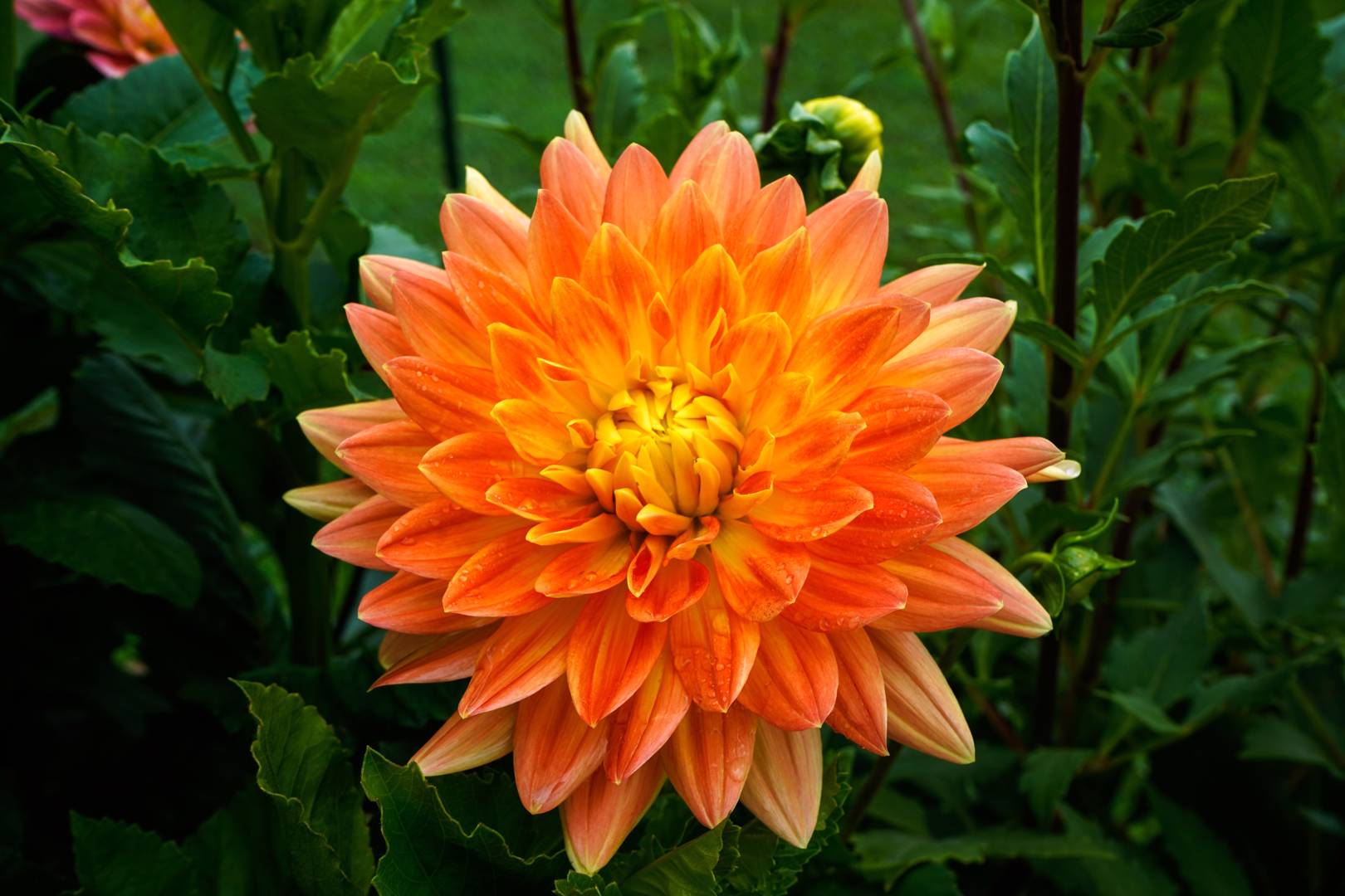 Dahlia Motto