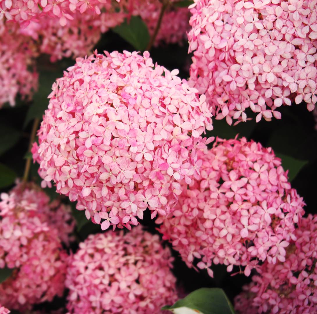 Vidjehortensia Pink Annabelle