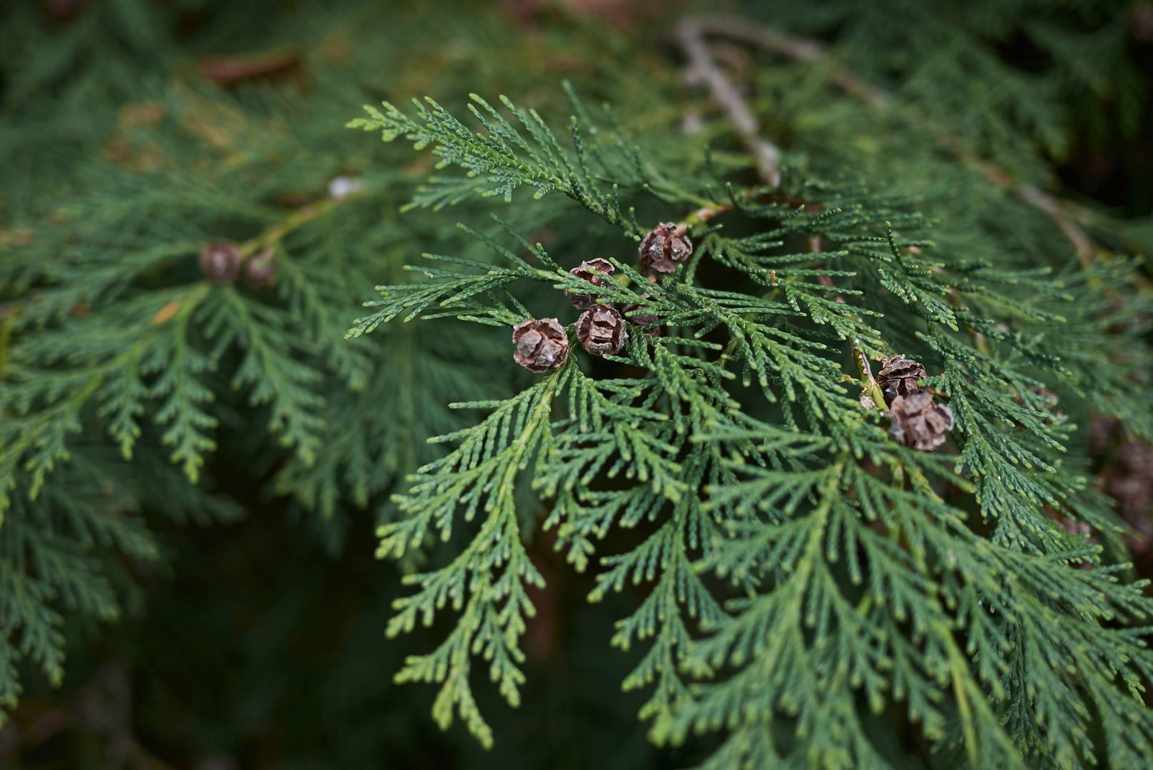 Ädelcypress 