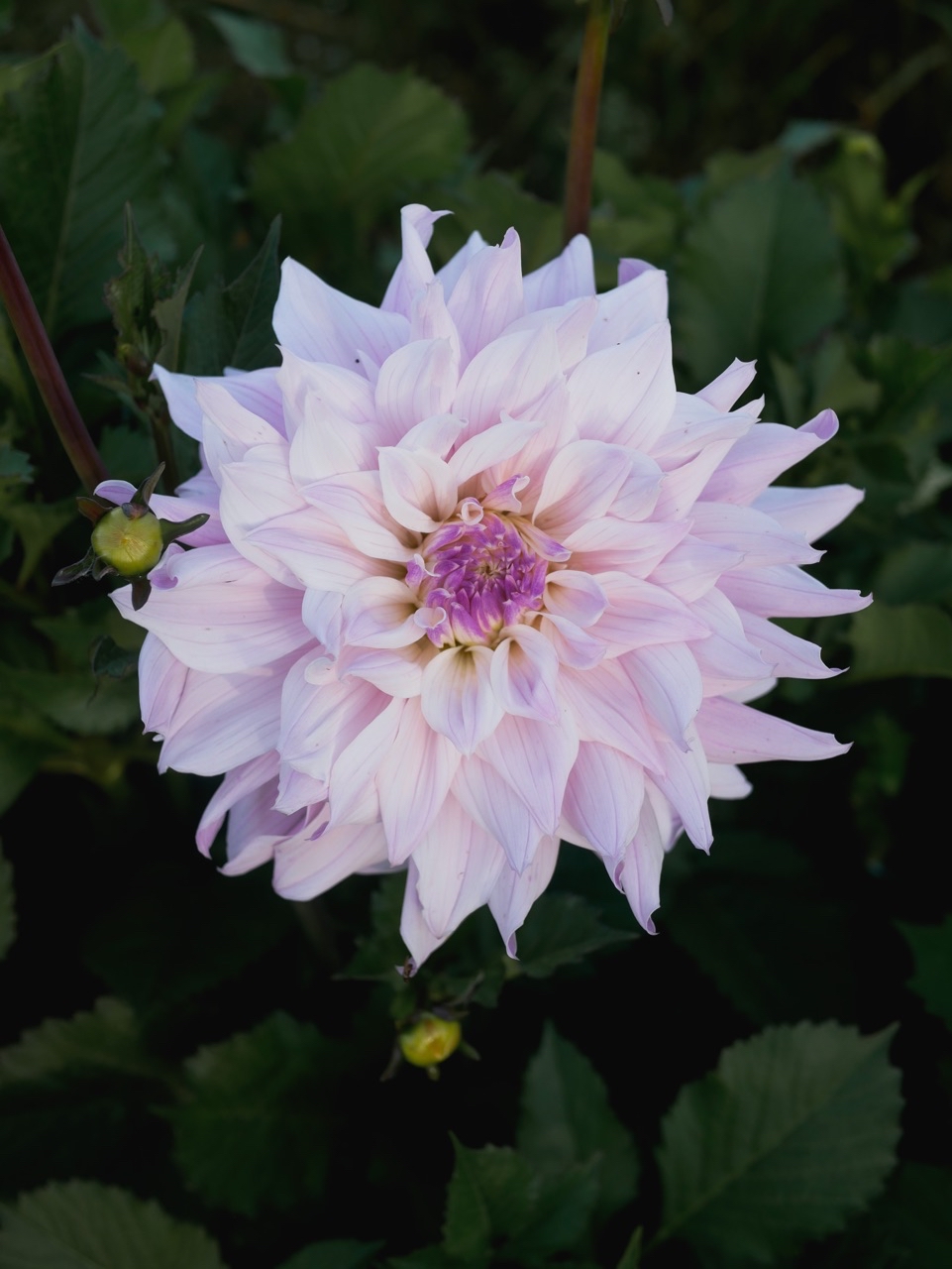 Dahlia Who Me