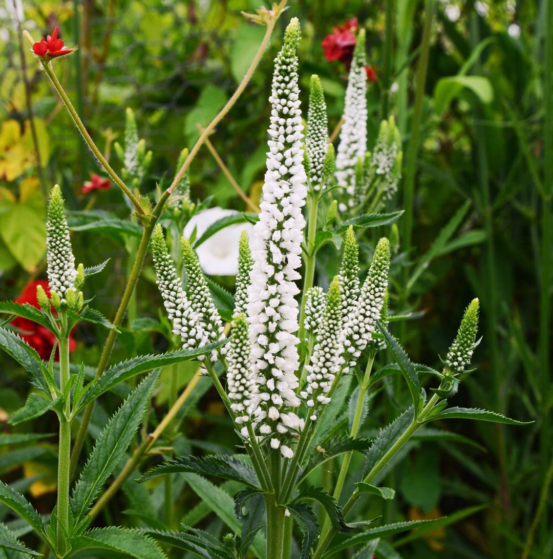 Strandveronika Alba