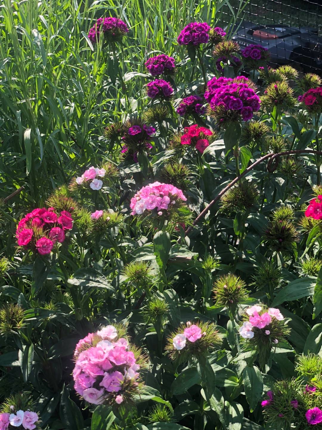 Rensättra trädgård