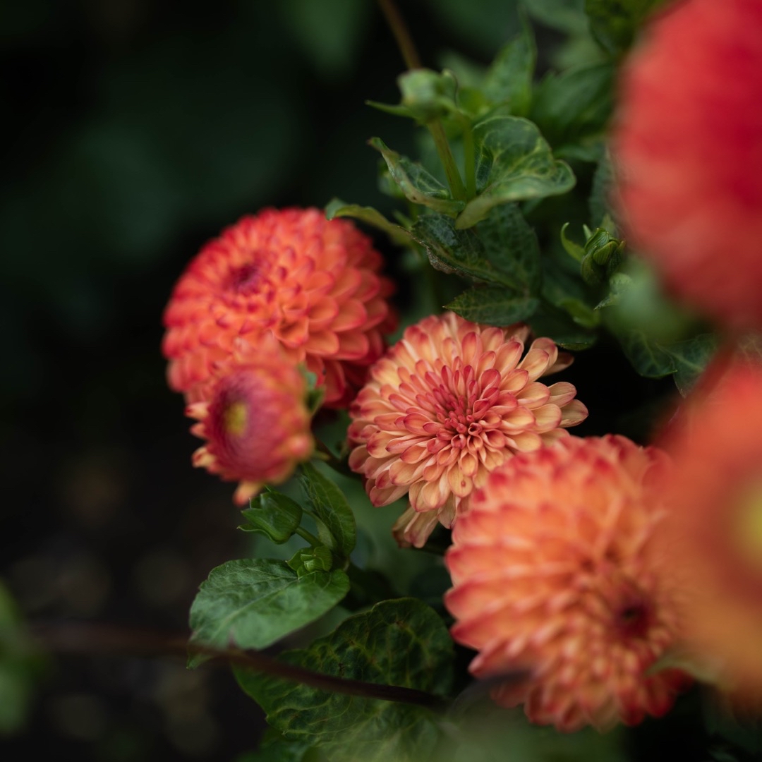 Dahlia Souvenir d'Èté