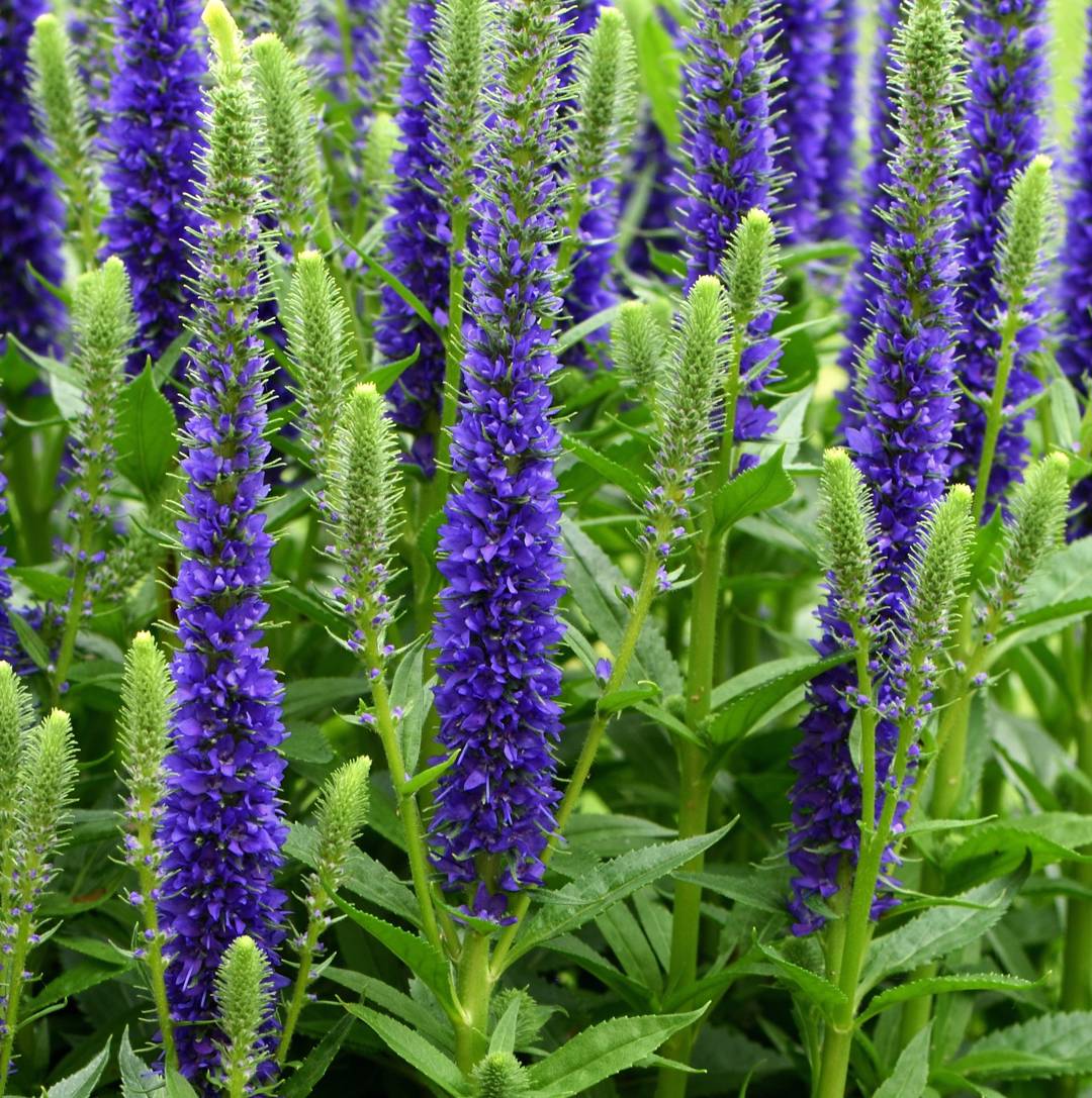 Axveronika Ulster Dwarf Blue