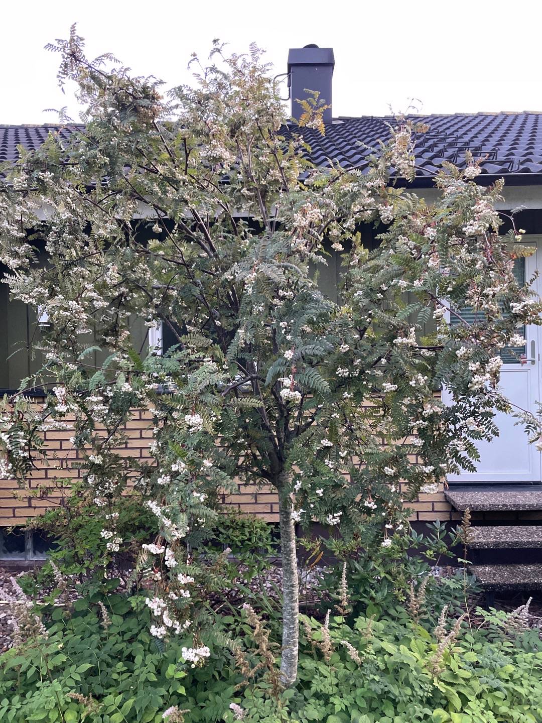 Liten Pärlrönn 