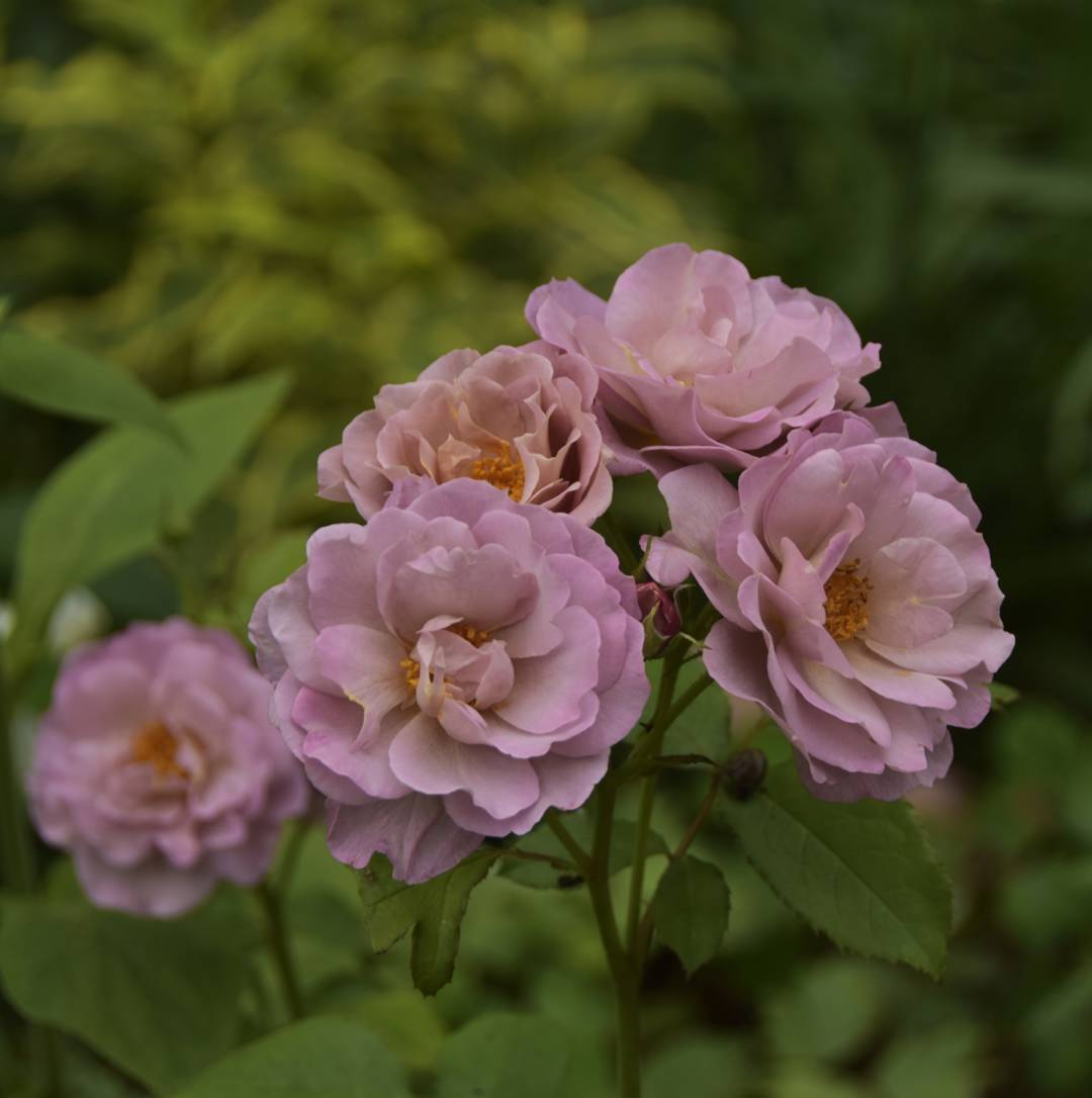 Ros Lavender Pinocchio