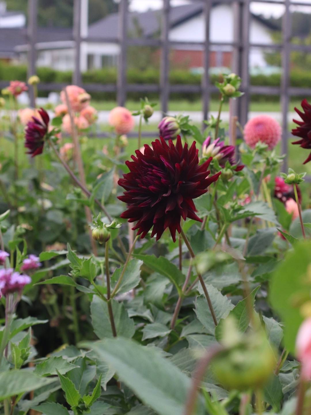 Dahlia Hollyhill Black Beauty