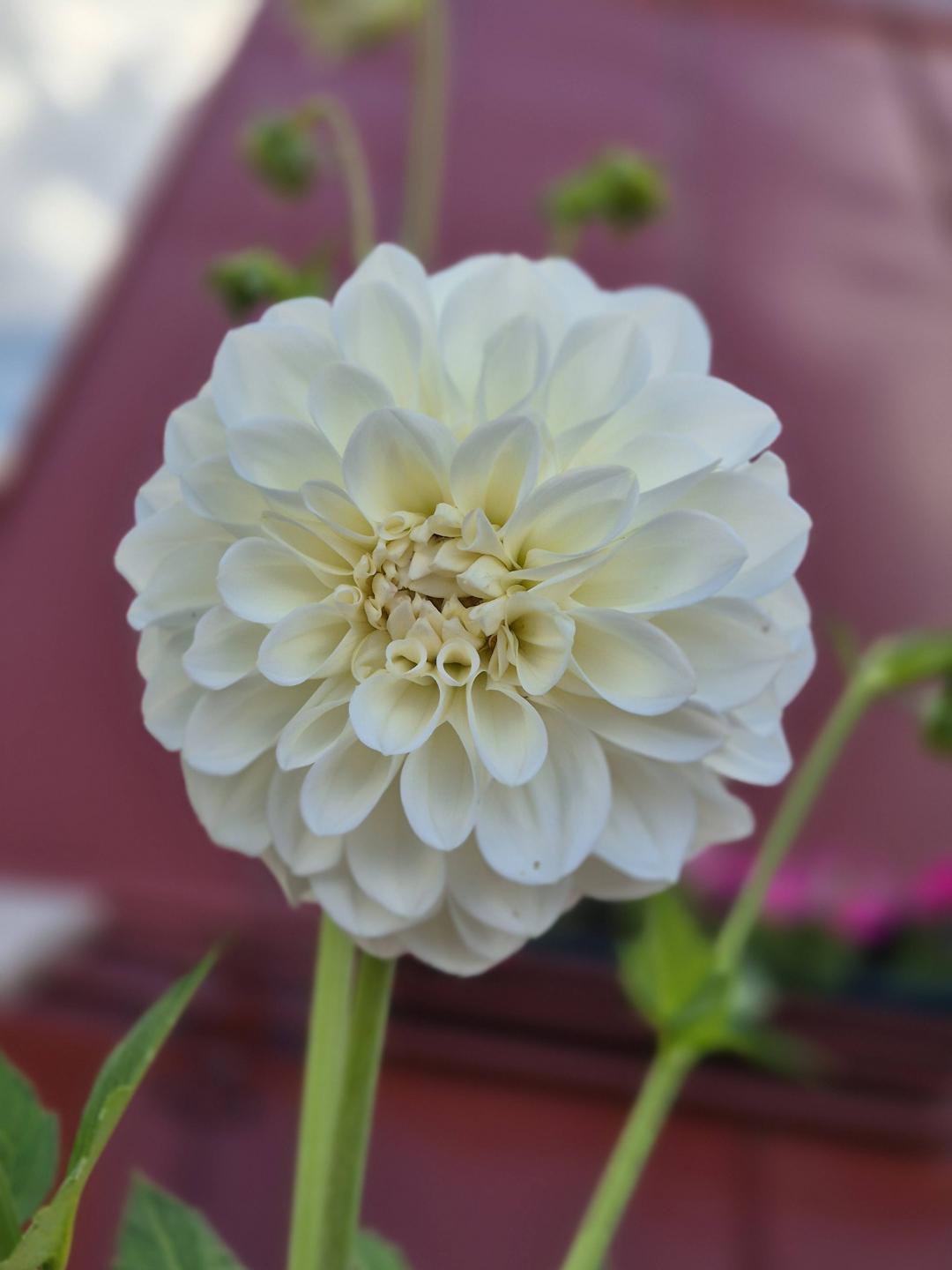 Dahlia Boom Boom White