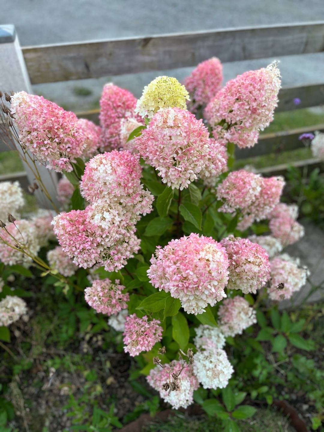 Syrenhortensia Pinkachu