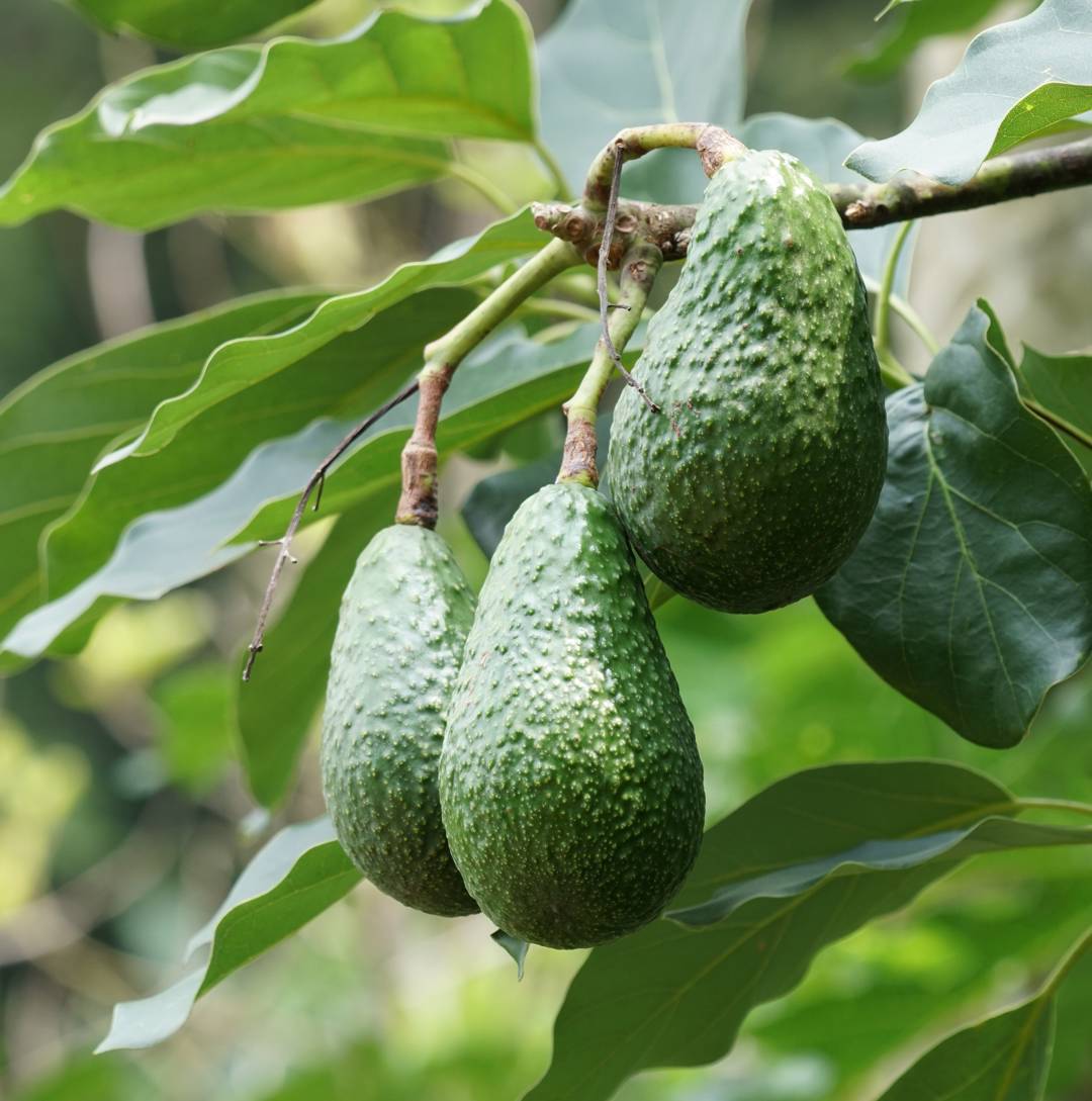 Avokado 