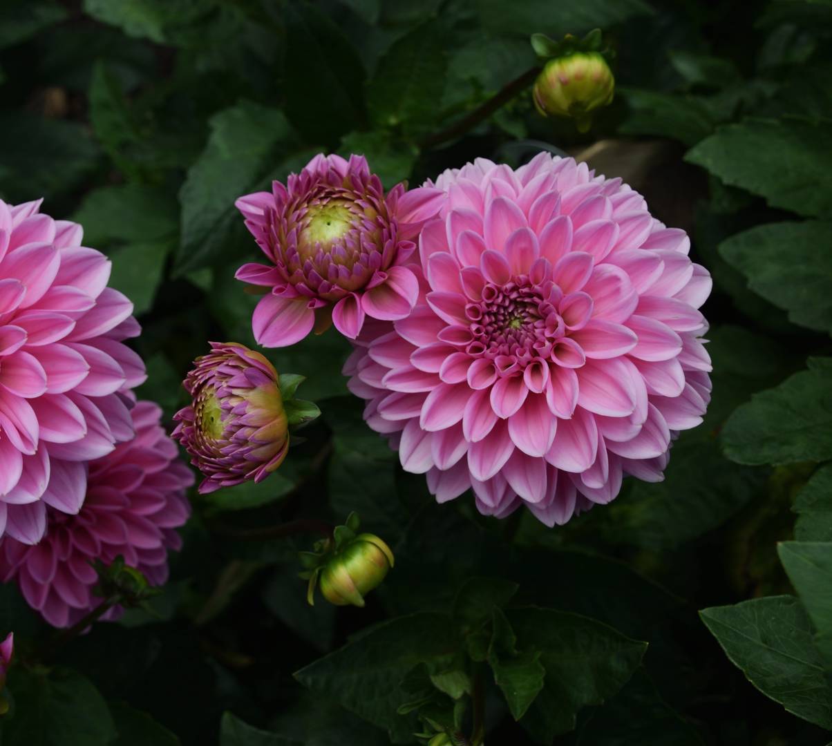 Dahlia Sandra