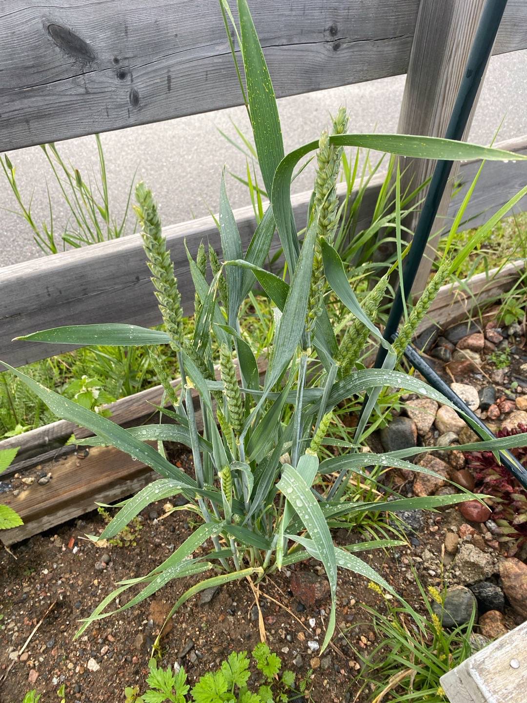gardensagarden