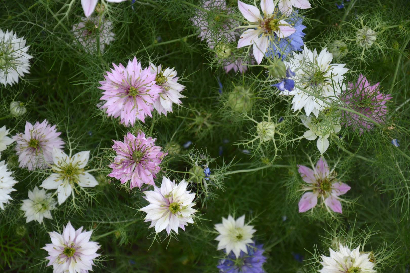 Oh!Garden Jungfrun i det gröna