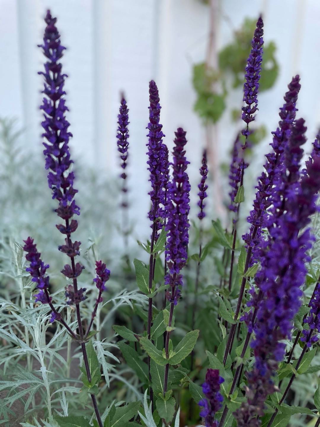 Stäppsalvia Caradonna