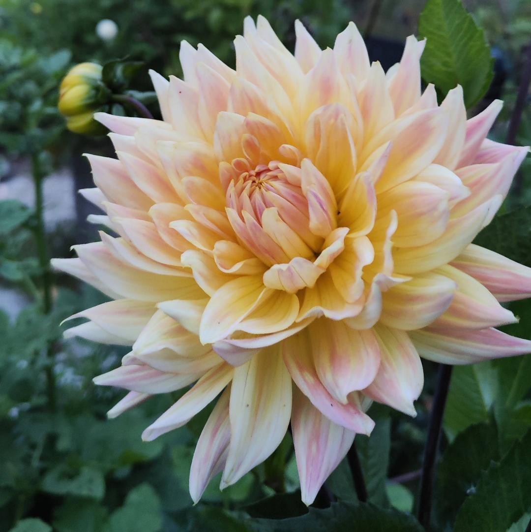 Dahlia Cabana Banana