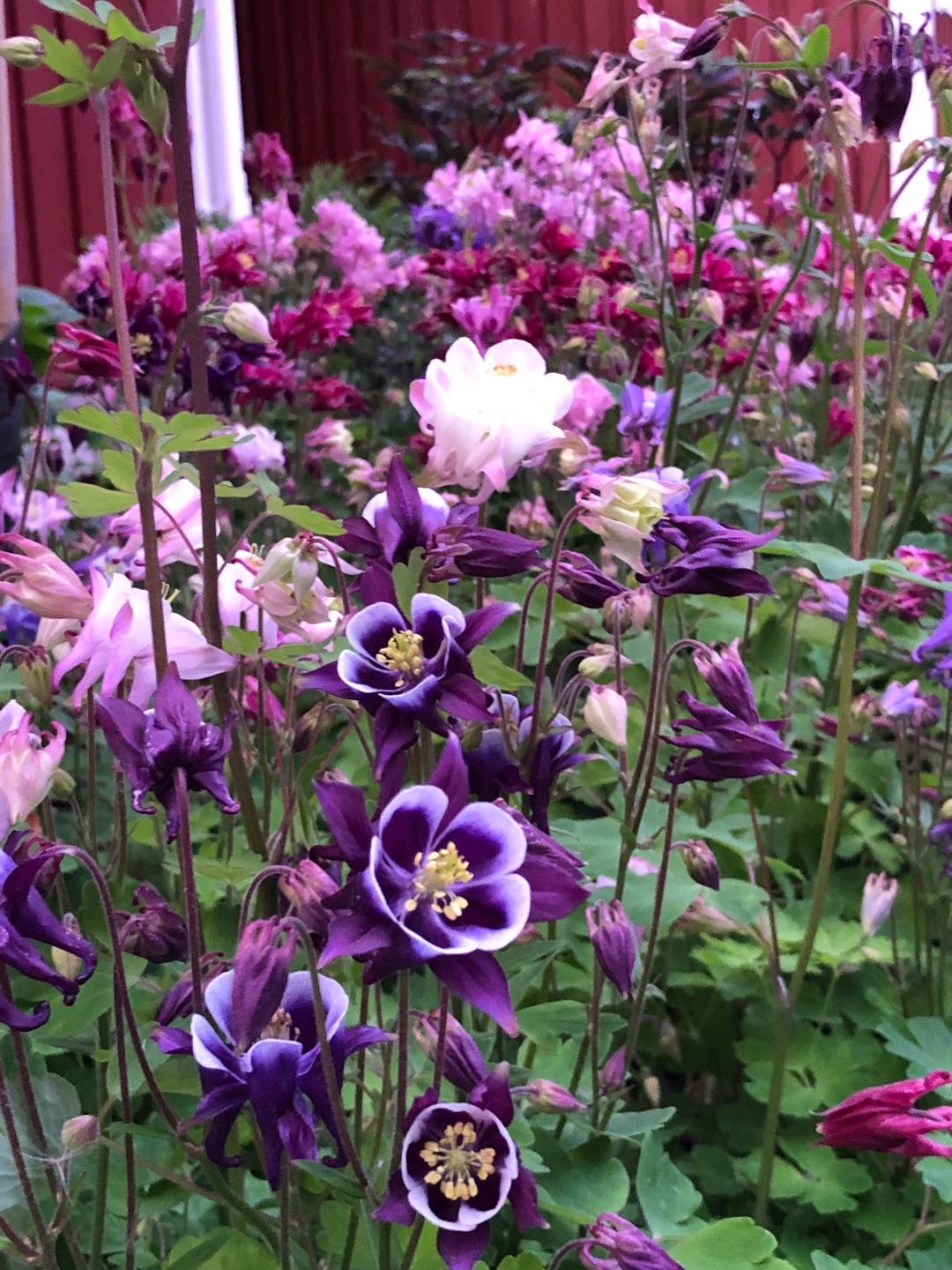 Rensättra trädgård